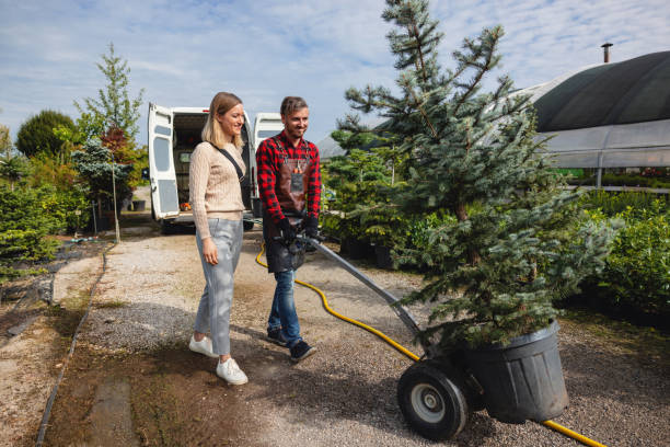 The Steps Involved in Our Tree Care Process in Pembroke Park, FL